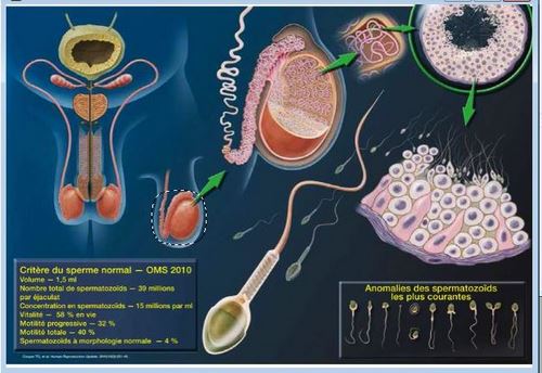Comment Soigner une Cryptozoospermie Naturellement