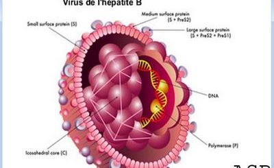 Hépatite B Causes Symptômes Traitements