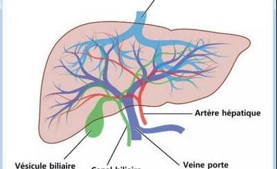 Plantes Pour Finir Avec l'Alcoolisme Remèdes Pour Arrêter de Boire