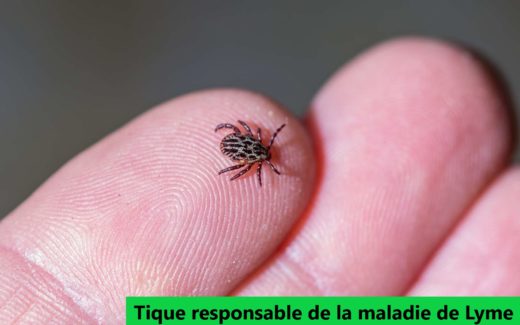 maladie de Lyme