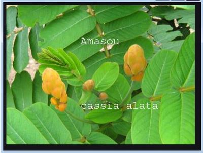 Traitement Naturel Histiocytofibrome