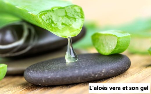 aloes vera