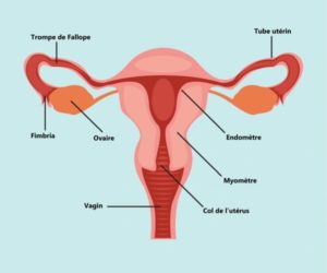 Salpingite Ovarite Annexite Trompes Bouchées Traitement Efficace