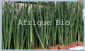 Meilleur Remède Naturel Insuffisance rénale