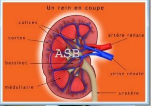 Remède Naturel insuffisance rénale