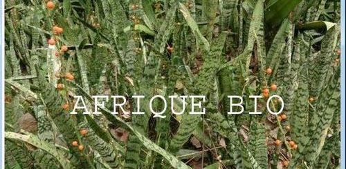 Tout Savoir sur l'Insufisance Rénale : Alimentation et Soin