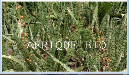 Tout Savoir sur l'Insufisance Rénale : Alimentation et Soin