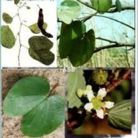 Varicocèle Traitement Naturel pour Soigner la Varicocèle