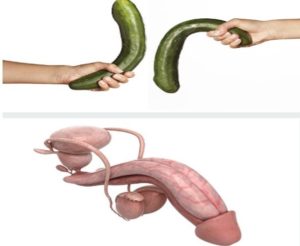 Comment Agrandir le Pénis Naturellement