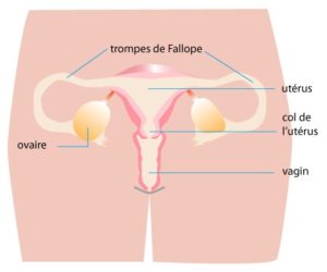Phimosis Traitement Naturel par les Plantes
