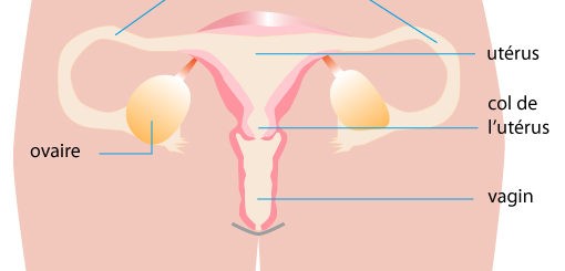Phimosis Traitement Naturel par les Plantes