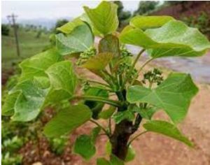 jatropha blanc ou jatropha curcas