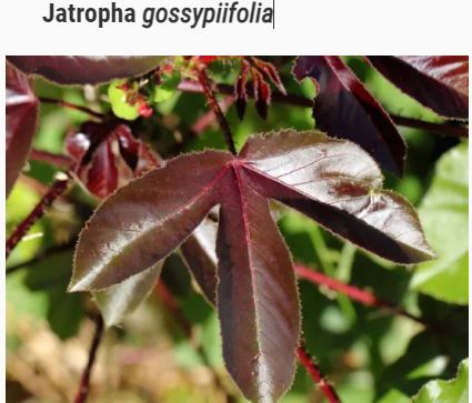 Le Jatropha Rouge Remède Pour SIDA : Soigner SIDA ou Guérir SIDA