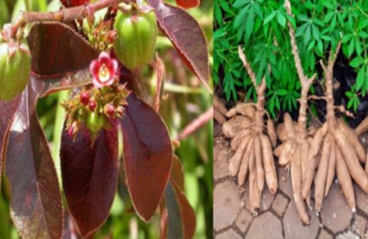 SIDA et Jatropha : Faux le Jatropha Rouge ne Soigne pas le SIDA à lui Seul