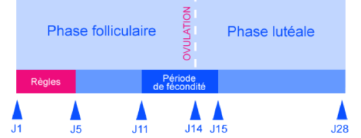 Traitement naturel insuffisance lutéale par les plantes. tisane progestérone