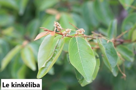 Kinkéliba et grossesse, anémie, perte de poids, diabète, colopathie. Achat