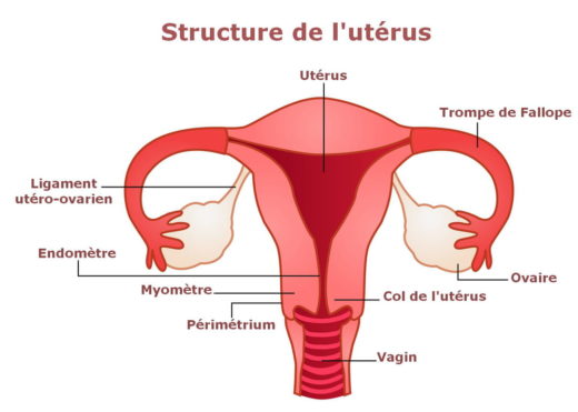 Nettoyer son utérus pour tomber enceinte. gingembre pour nettoyer uterus
