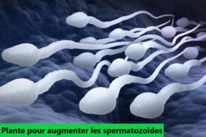 Plante pour augmenter les spermatozoïdes. augmenter leur mobilité