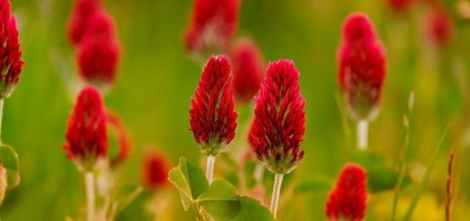 Le trèfle rouge pour tomber enceinte. Trèfle rouge et grossesse