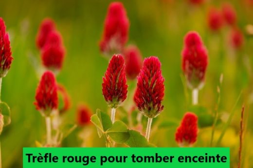 Le trèfle rouge pour tomber enceinte. Trèfle rouge et grossesse
