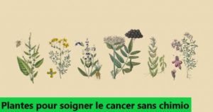 Les 70 plantes médicinales pour soigner le cancer sans chimio, romarin