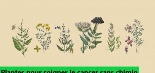 Les 70 plantes médicinales pour soigner le cancer sans chimio, romarin