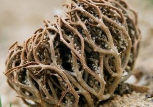 rose de jéricho pour tomber enceinte. rose de jericho comment l'utiliser