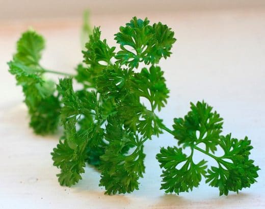 comment utiliser du persil pour tomber enceinte