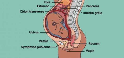 foie et grossesse. Le foie pendant la grossesse.