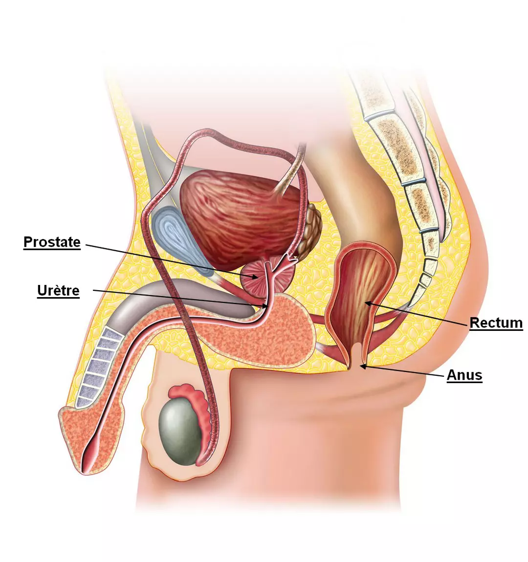 oignon et prostate. prostate gonflée traitement naturel