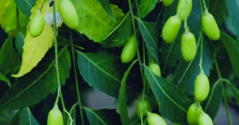 les 1000 vertus de l'huile de neem, et fertilité, grossesse, hépatite b