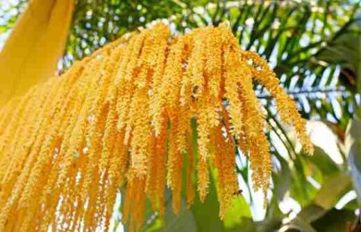 Pollen pour tomber enceinte, pollen de palmier et fertilité, fibromes