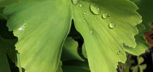 Ginkgo biloba bienfaits