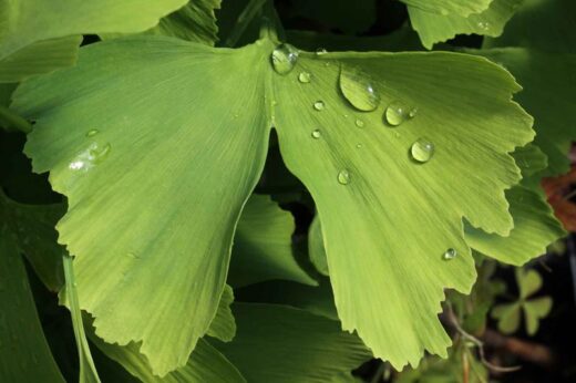 Ginkgo biloba bienfaits