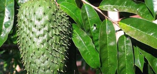 feuille de corossol et hypertension, insuffisance rénale