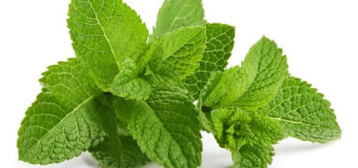 recette menthe poivrée sur le gland du pénis