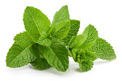 recette menthe poivrée sur le gland du pénis