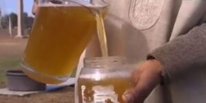 urine de chameau avec grossesse