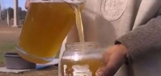 urine de chameau avec grossesse