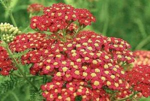 achillée millefeuille vertus