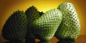 les bienfaits du corossol pendant la grossesse