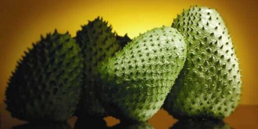 les bienfaits du corossol pendant la grossesse