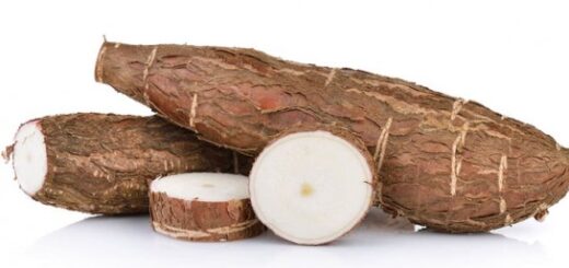 manioc pour les spermatozoïdes