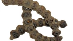 nep nep avec fertilité