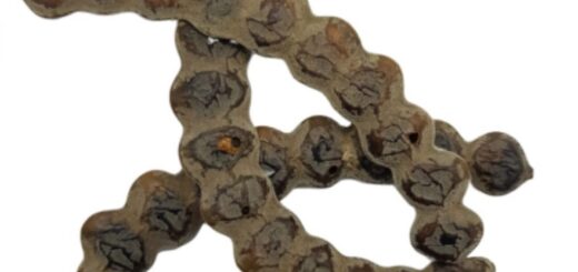 nep nep avec fertilité