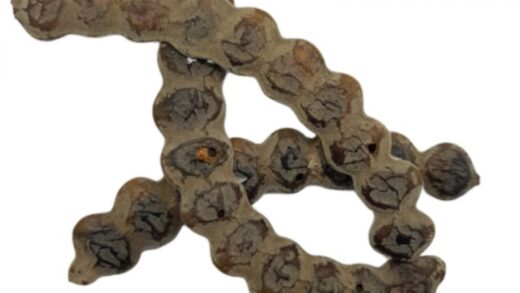 nep nep avec fertilité