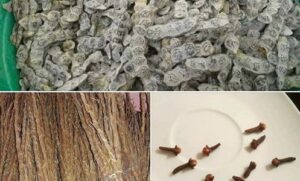 mélange nep nep et beurre de karité, gongoli