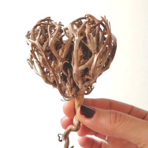 rose de jéricho et fertilité témoignage aux USA, Canada, France, Belgique, RDC