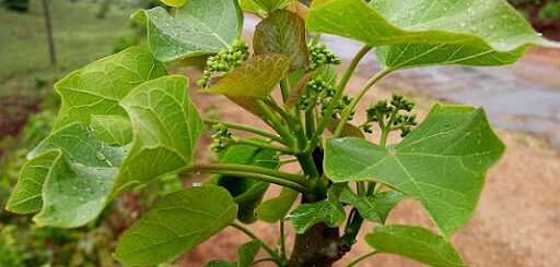 vertus jatropha blanc
