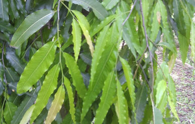 bienfaits et vertus veuve pleureuse